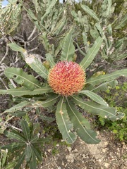 Banksia menziesii