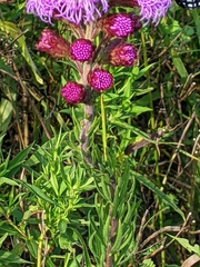 Liatris ligulistylis