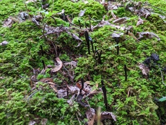 Geoglossum difforme