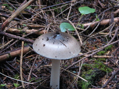 Amanita pachycolea