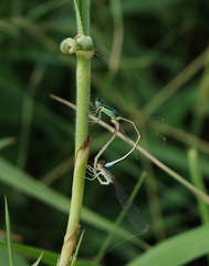 Ischnura pumilio