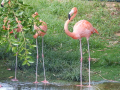Phoenicopterus ruber