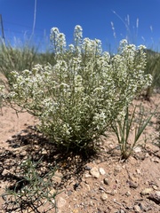 Lepidium montanum
