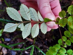 Pterophylla sylvicola