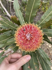 Banksia menziesii