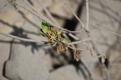 Trixis cacalioides