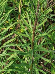 Liatris ligulistylis