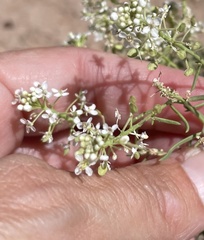 Lepidium montanum