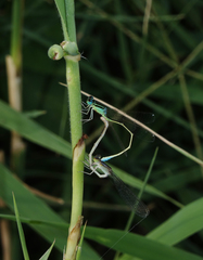 Ischnura pumilio