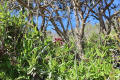 Aristeguietia salvia