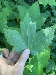Actaea elata