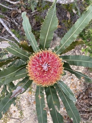 Banksia menziesii