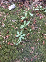 Galium triflorum