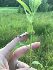 Verbesina helianthoides