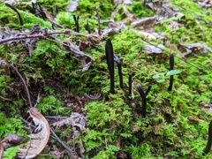Geoglossum difforme
