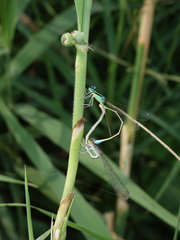 Ischnura pumilio