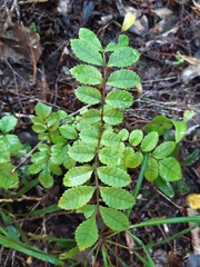 Pterophylla sylvicola