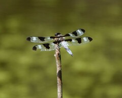 Libellula pulchella