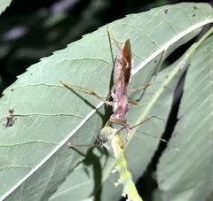 Rocconota annulicornis
