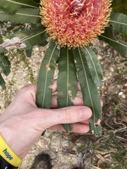 Banksia menziesii