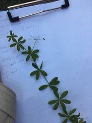Galium triflorum