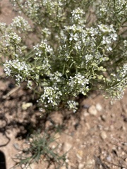 Lepidium montanum
