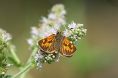 Ochlodes sylvanoides