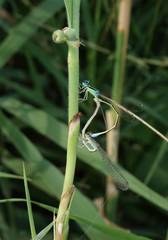 Ischnura pumilio