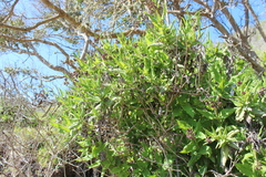 Aristeguietia salvia