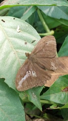 Papilionoidea