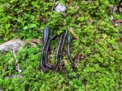 Geoglossum difforme