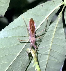 Rocconota annulicornis