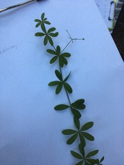 Galium triflorum
