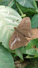 Papilionoidea