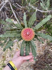 Banksia menziesii