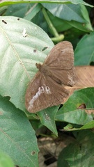 Papilionoidea