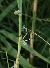 Ischnura pumilio