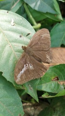 Papilionoidea