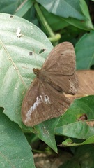 Papilionoidea