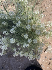 Lepidium montanum
