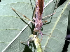 Rocconota annulicornis
