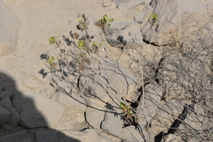Trixis cacalioides