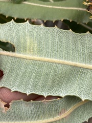 Banksia menziesii