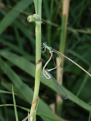 Ischnura pumilio
