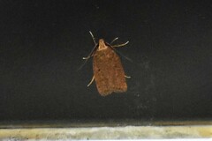 Autosticha kyotensis