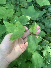 Actaea elata
