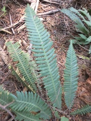 Struthiopteris spicant