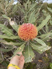 Banksia menziesii