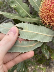 Banksia menziesii
