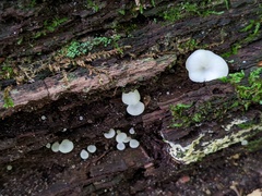 Crepidotus nyssicola
